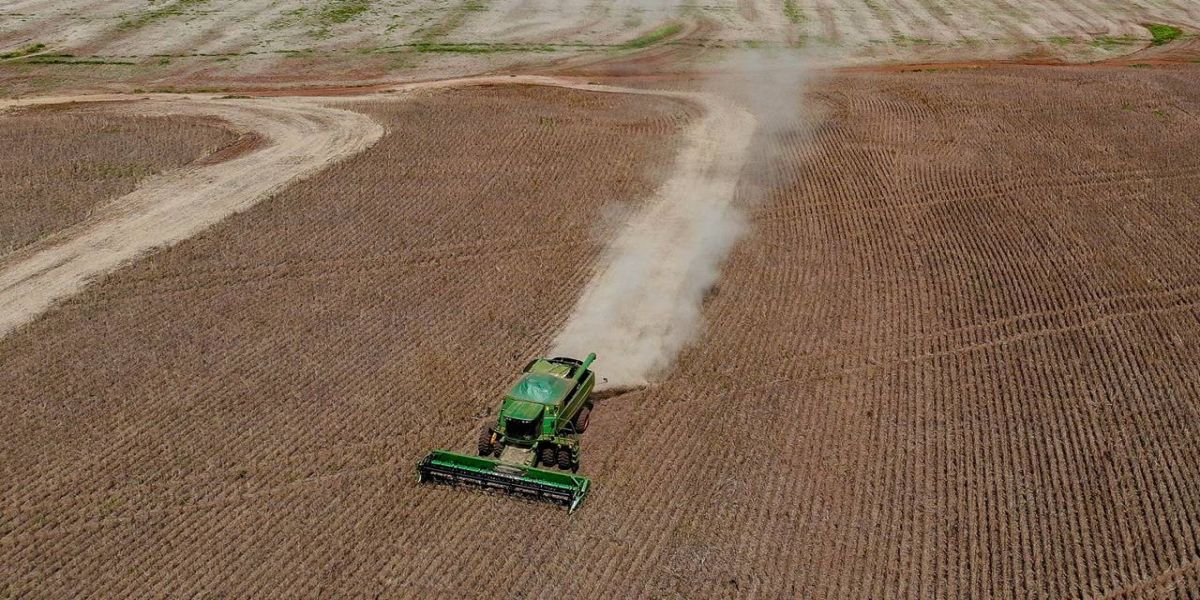 Colheita de feijão da primeira safra termina com boa qualidade no Paraná