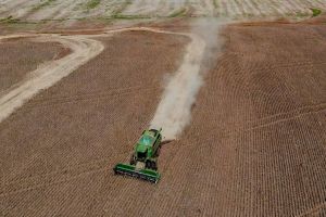 Imagem referente à notícia: Safra de grãos deve alcançar 360,1 milhões de toneladas, estima Conab