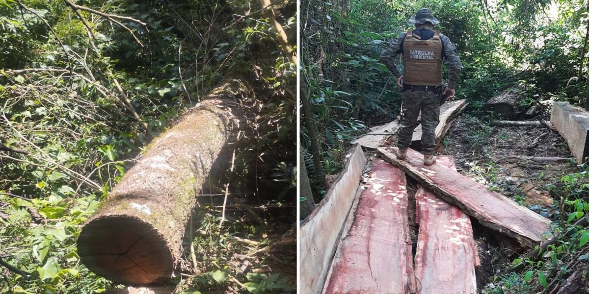 Patrulha Ambiental da Guarda Municipal descobre desmatamento de árvores em extinção