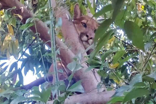 Após resgate em área urbana de Engenheiro Beltrão, IAT solta onça-parda na mata