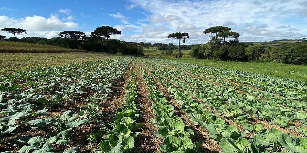 Santa Tereza do Oeste recebe Dia de Campo de sistema de plantio direto de hortaliças