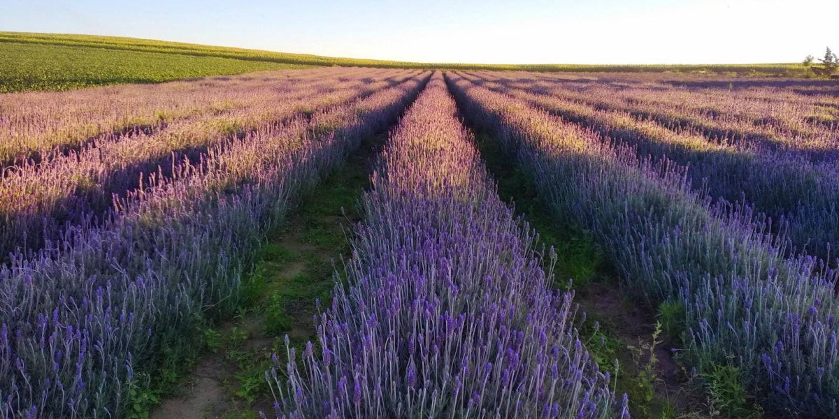 Turismo rural: governador sanciona lei que cria a Rota da Lavanda no Paraná