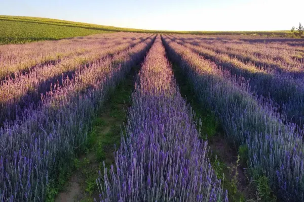 Foto relacionada a notícia: Turismo rural: governador sanciona lei que cria a Rota da Lavanda no Paraná