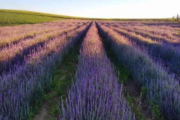 Turismo rural: governador sanciona lei que cria a Rota da Lavanda no Paraná