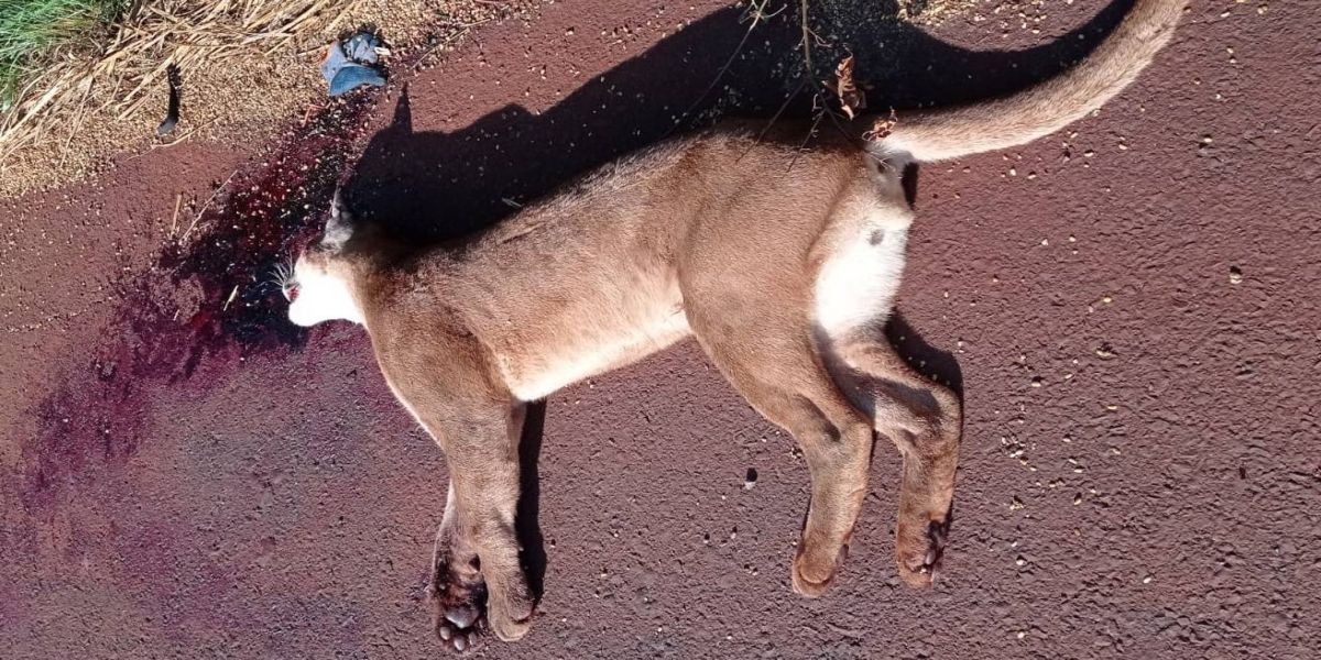 Onça Parda é encontrada morta às margens da rodovia BR-467 em Cascavel