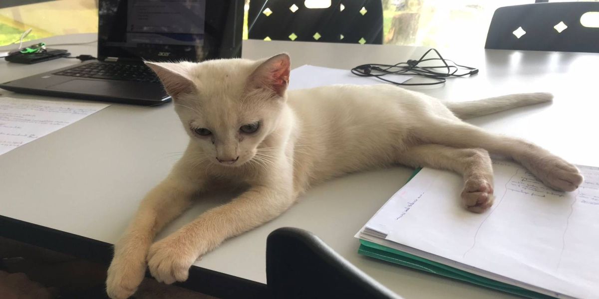 Gatas conquistam acadêmicos e equipe na biblioteca da Unioeste campus Cascavel