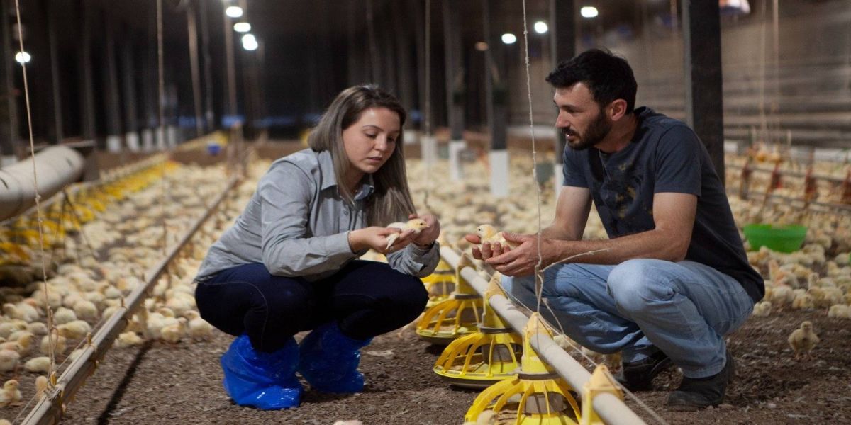 Copacol: produção com bem-estar animal é certificada