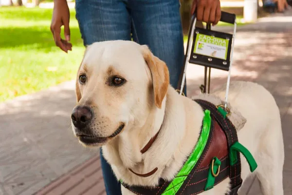 Foto relacionada a notícia: Animais de assistência emocional e de serviço poderão embarcar no transporte coletivo