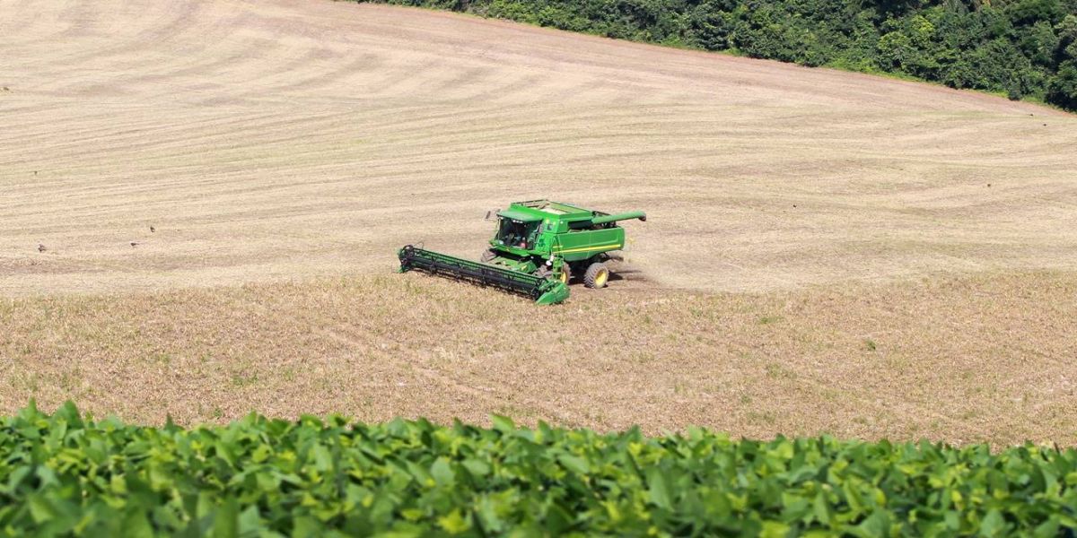 Com boa qualidade dos grãos, produtores de feijão já comercializaram 90% da 1ª safra