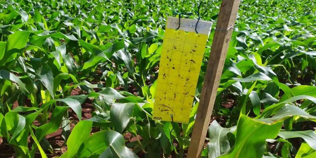 Adapar apresenta ações de controle biológico da cigarrinha, praga do milho