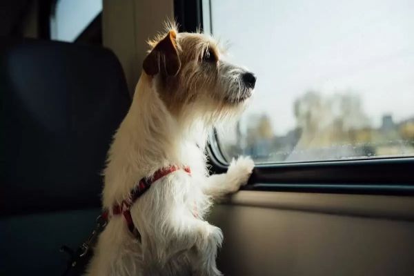 Paraná tem nova lei sobre transporte de animais em ônibus intermunicipais
