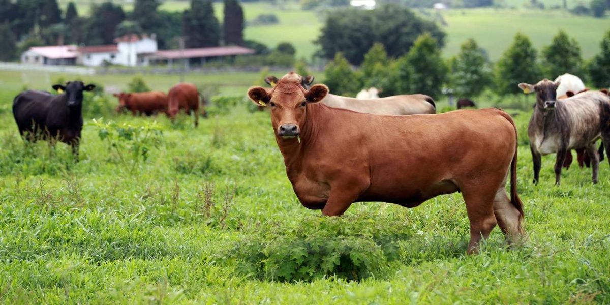 Aumento da oferta no País interfere no preço do boi gordo no Paraná, aponta boletim do Deral