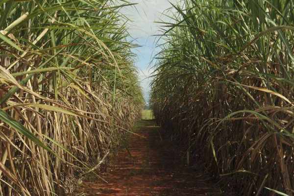 Produção de cana deve crescer e chegar a 610 milhões de toneladas