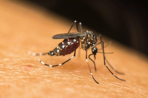 Cascavel registra primeira morte por chikungunya