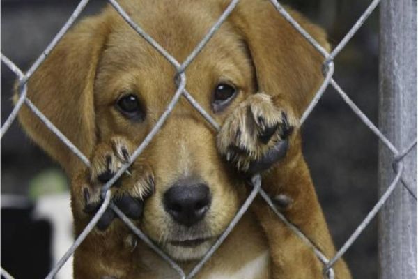 Polícia Civil resgata mais de 25 cães em situação de maus-tratos em Piraí do Sul