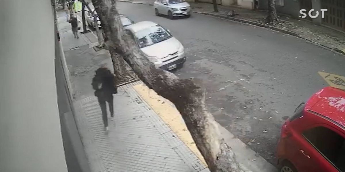 "Pensei que ia morrer” diz mulher é atingida por árvore enquanto caminhava
