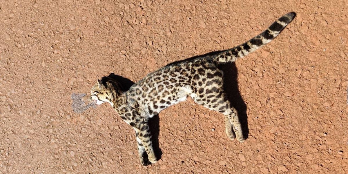 Jaguatirica é atropelada na BR-467 em Cascavel