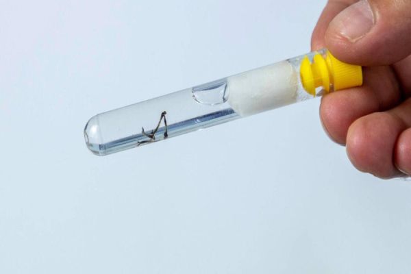 Saúde em alerta: Toledo confirma dois casos de chikungunya