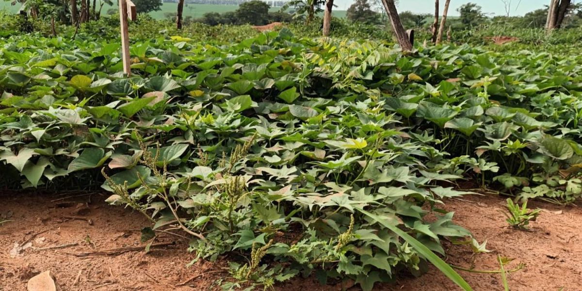 Comunidade indígena do Oeste ganha banco de mudas melhoradas de batata-doce