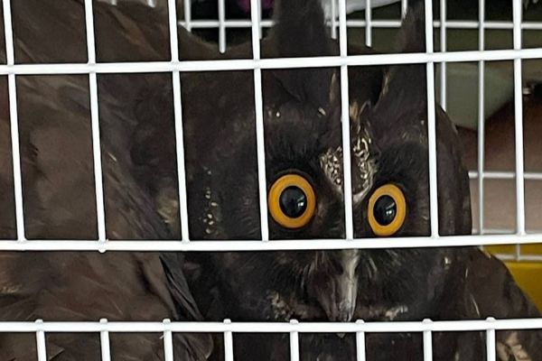 Coruja ferida é resgatada por equipe do IAT e encaminhada para cuidados veterinários