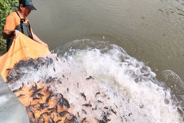 Copel repovoa Rio Iguaçu com 140 mil alevinos de monjolo, espécie ameaçada de extinção