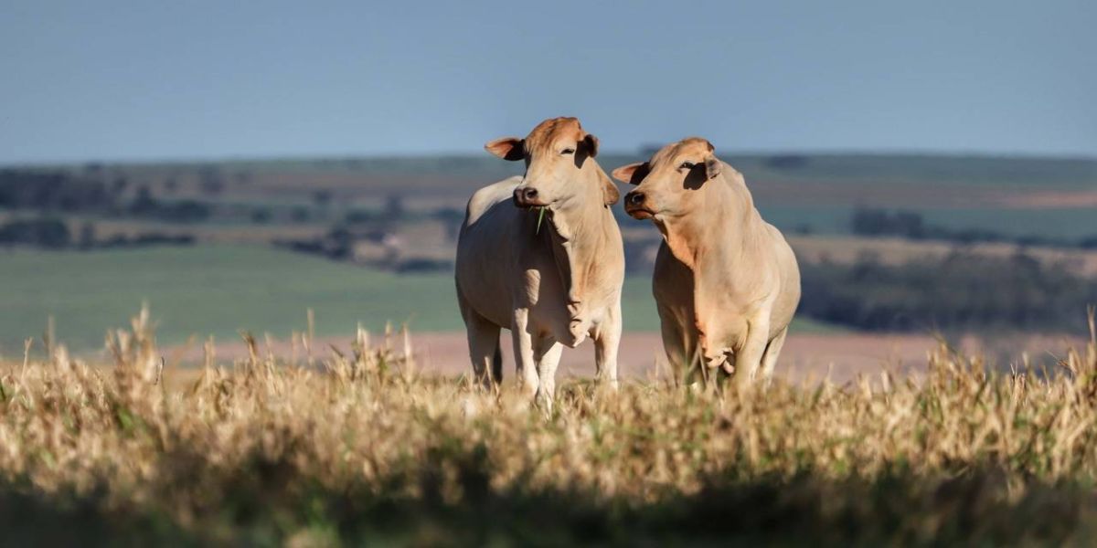 Primeiros 11 dias de atualização cadastral obrigatória de rebanhos fecha com 13,9% de registros