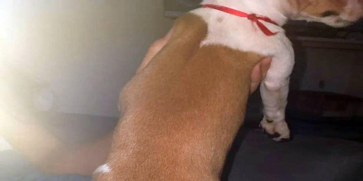 Idosa de 71 anos é indiciada por cortar o rabo de cadela com tesoura