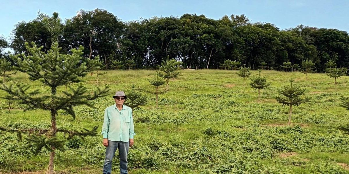 Com apoio do IDR, produtor investe em araucária enxertada que acelera produção de pinhão