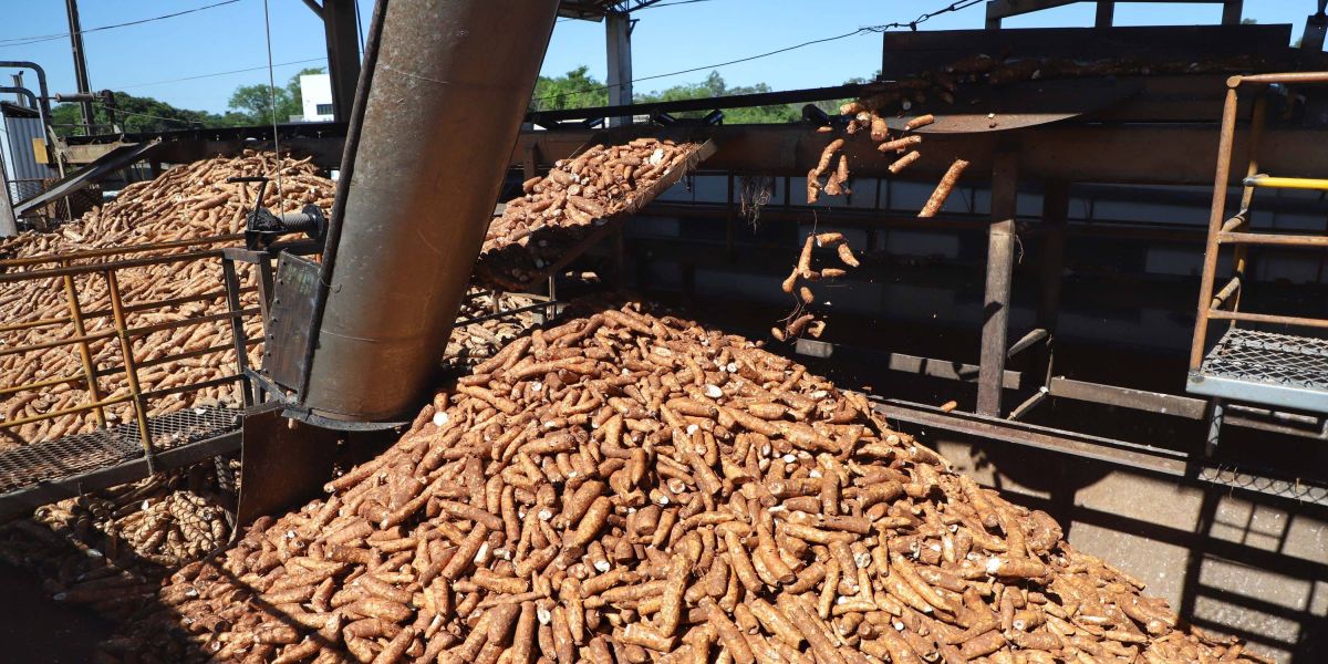 Com aumento de 15%, Paraná deve colher 3,1 milhões de toneladas de mandioca em 2023