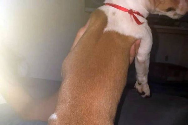 Idosa de 71 anos é indiciada por cortar o rabo de cadela com tesoura