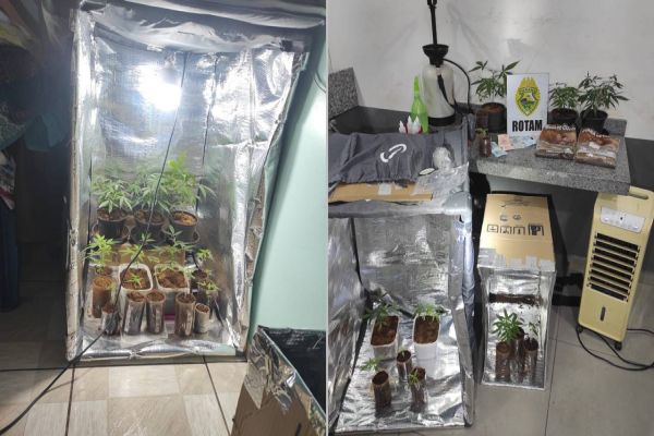 PM realiza cumprimento de mandado e apreende plantação de maconha em Santa Teresa do Oeste