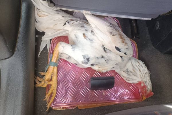 PRE prende foragido da justiça com galos de rinha em abordagem na PR-180 em Cascavel