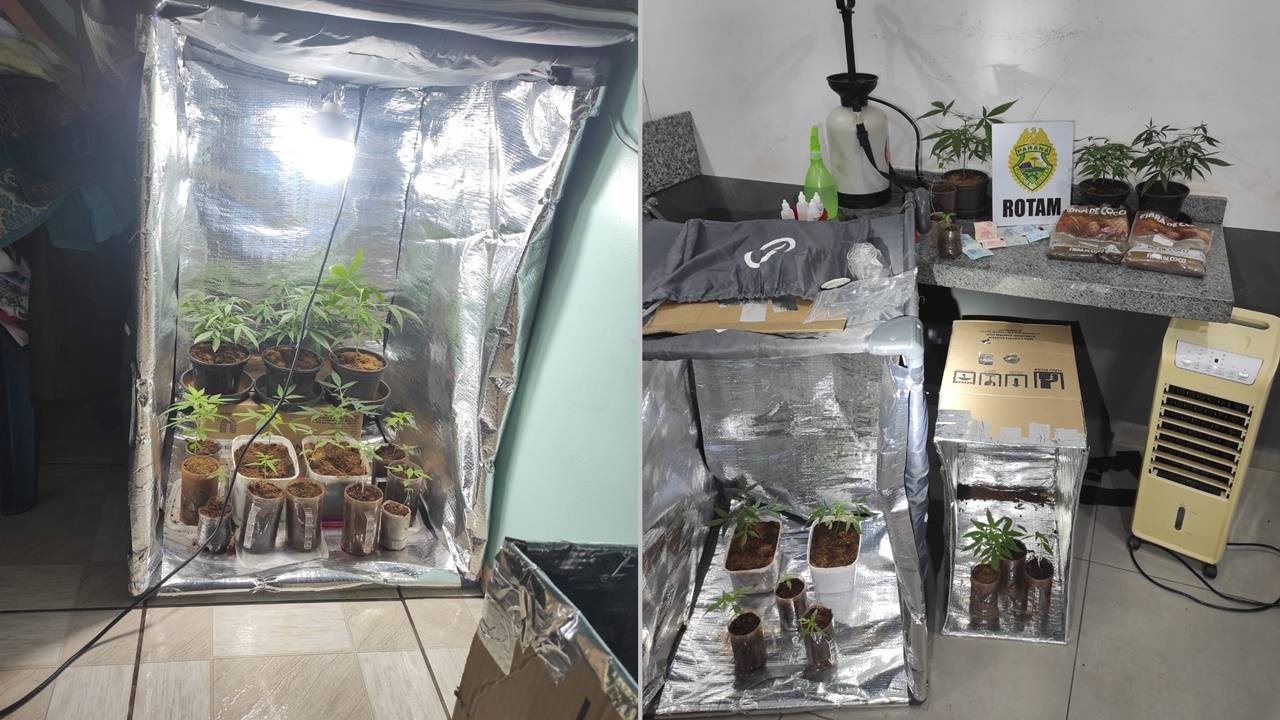 PM realiza cumprimento de mandado e apreende plantação de maconha em Santa Teresa do Oeste