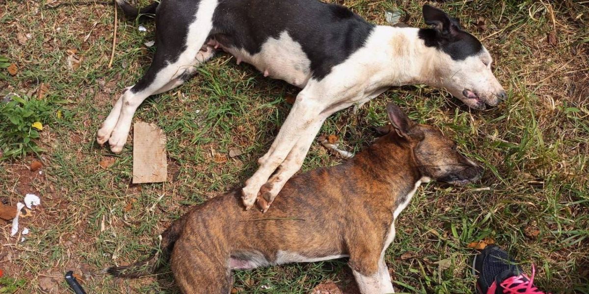 Enxame de abelhas ataca cachorros e criança no Bairro Cataratas; Os animais morreram