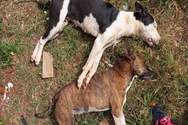 Enxame de abelhas ataca cachorros e criança no Bairro Cataratas; Os animais morreram