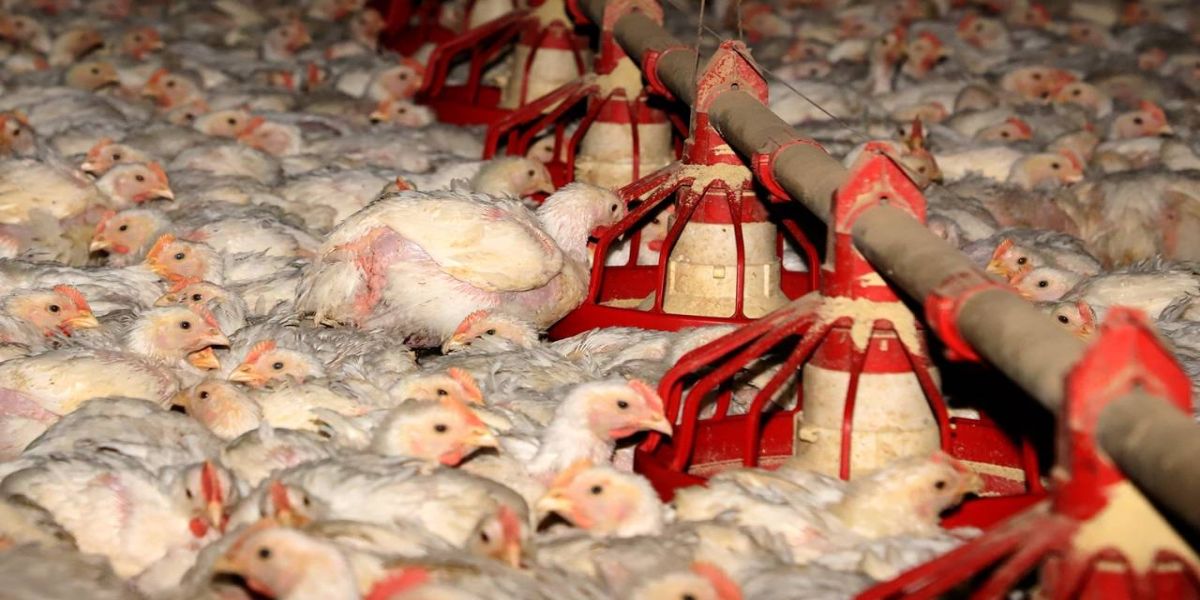 Governos federal e estadual declaram estado de emergência para evitar propagação da gripe aviária