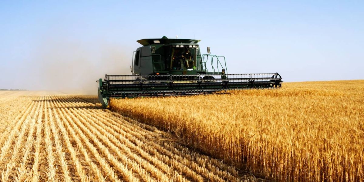 Queda na safra de trigo argentino tem reflexo no Brasil