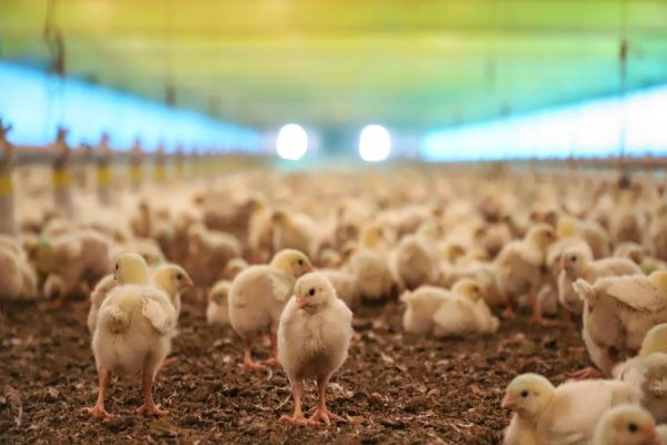 IAT e Adapar assinam portaria conjunta para prevenção da gripe aviária no Paraná