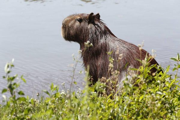 Série de atividades marcam a Semana do Meio Ambiente