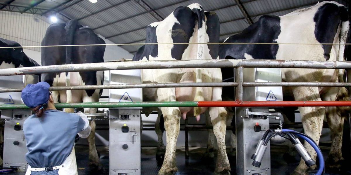 Custo de produção de proteínas animais está em queda no Paraná, aponta boletim do Deral