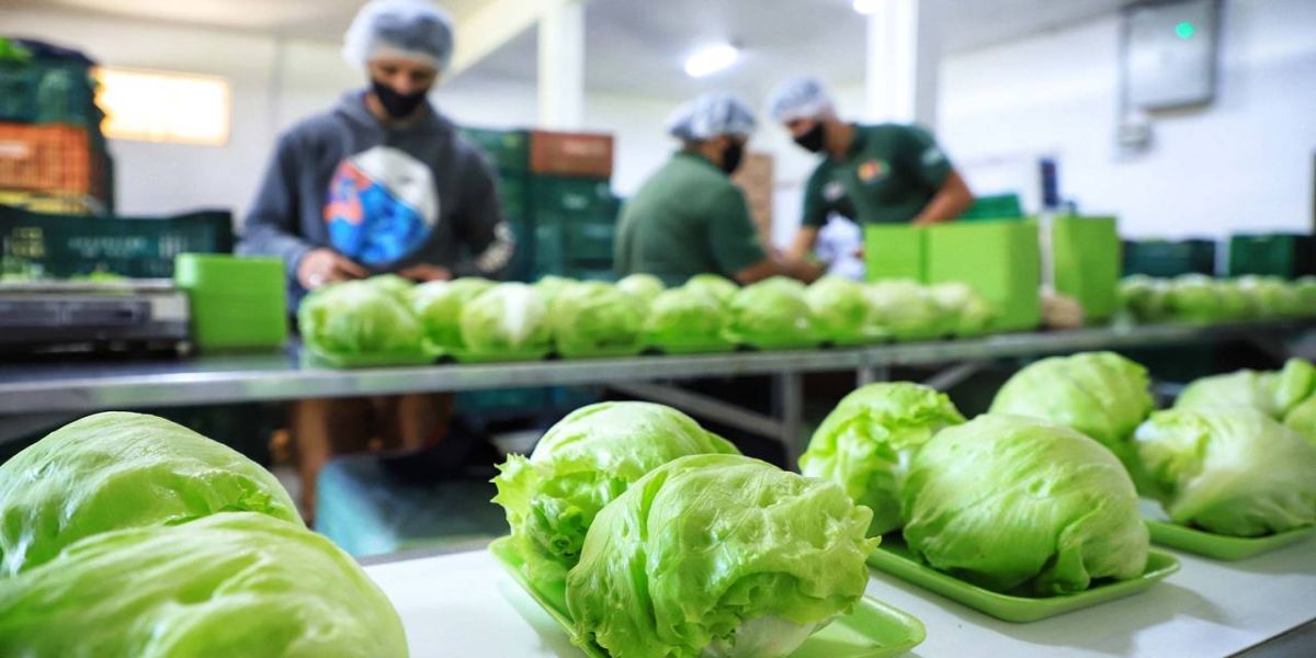 Governo libera R$ 7,9 milhões para fortalecer produção orgânica no Paraná