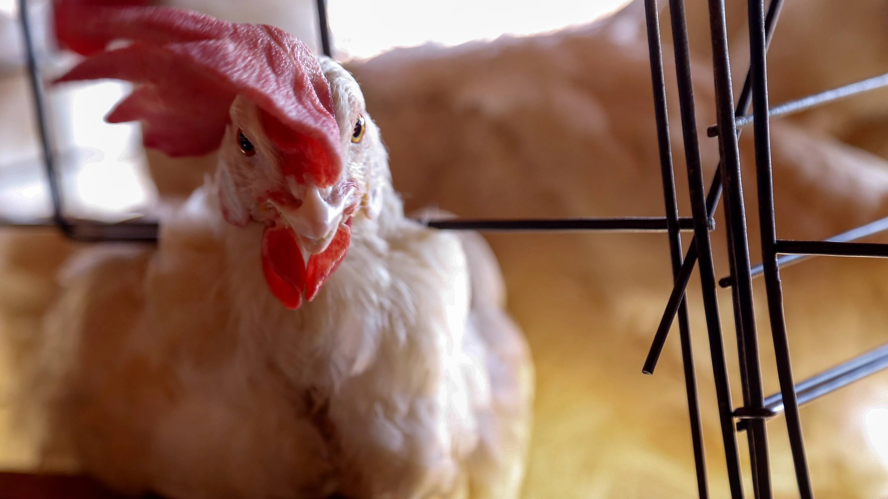 Foto relacionada a notícia: Contra gripe aviária, Sistema de Agricultura reforça cuidados com a biossegurança de aviários