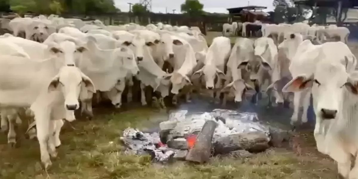 Produtor rural improvisa fogueiras para proteger gado do frio intenso em Mato Grosso do Sul