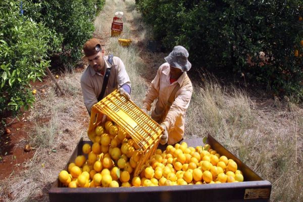 Valor Bruto da Produção Agropecuária do Paraná cresce 6% em 2022 e alcança R$ 191 bilhões