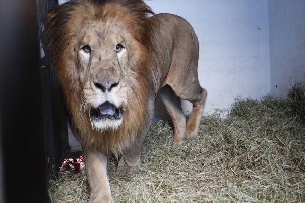 Imagem referente a notícia: Leão Francisco é o novo morador do Zoológico de Cascavel