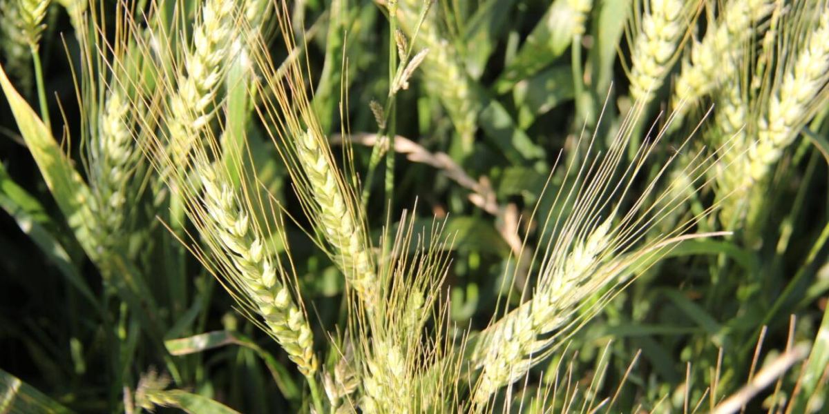 Show Rural Coopavel de Inverno, em sua 4ª edição, será de 22 a 24 de agosto