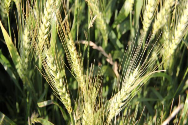 Show Rural Coopavel de Inverno, em sua 4ª edição, será de 22 a 24 de agosto