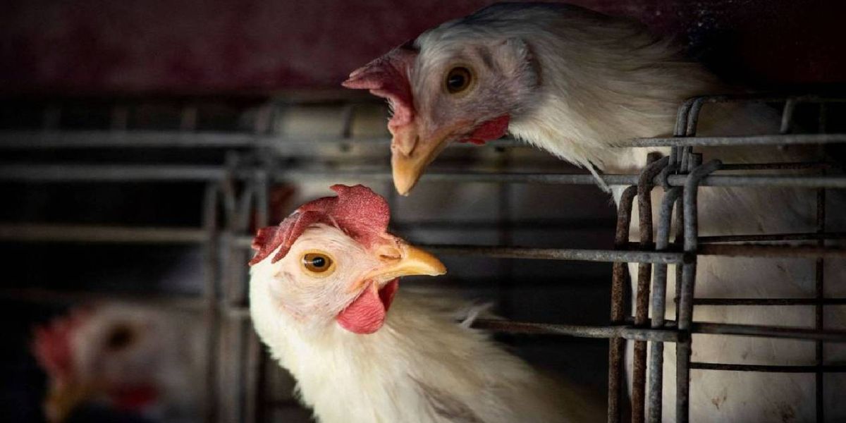 Paraná registra primeiro caso de gripe aviária e Governo reforça protocolo de contenção