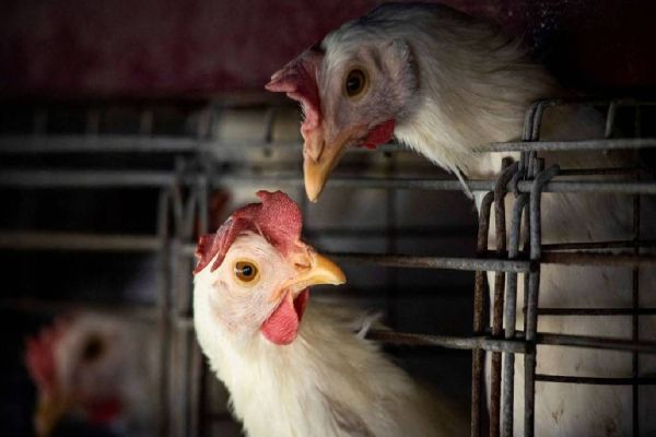 Paraná registra primeiro caso de gripe aviária e Governo reforça protocolo de contenção