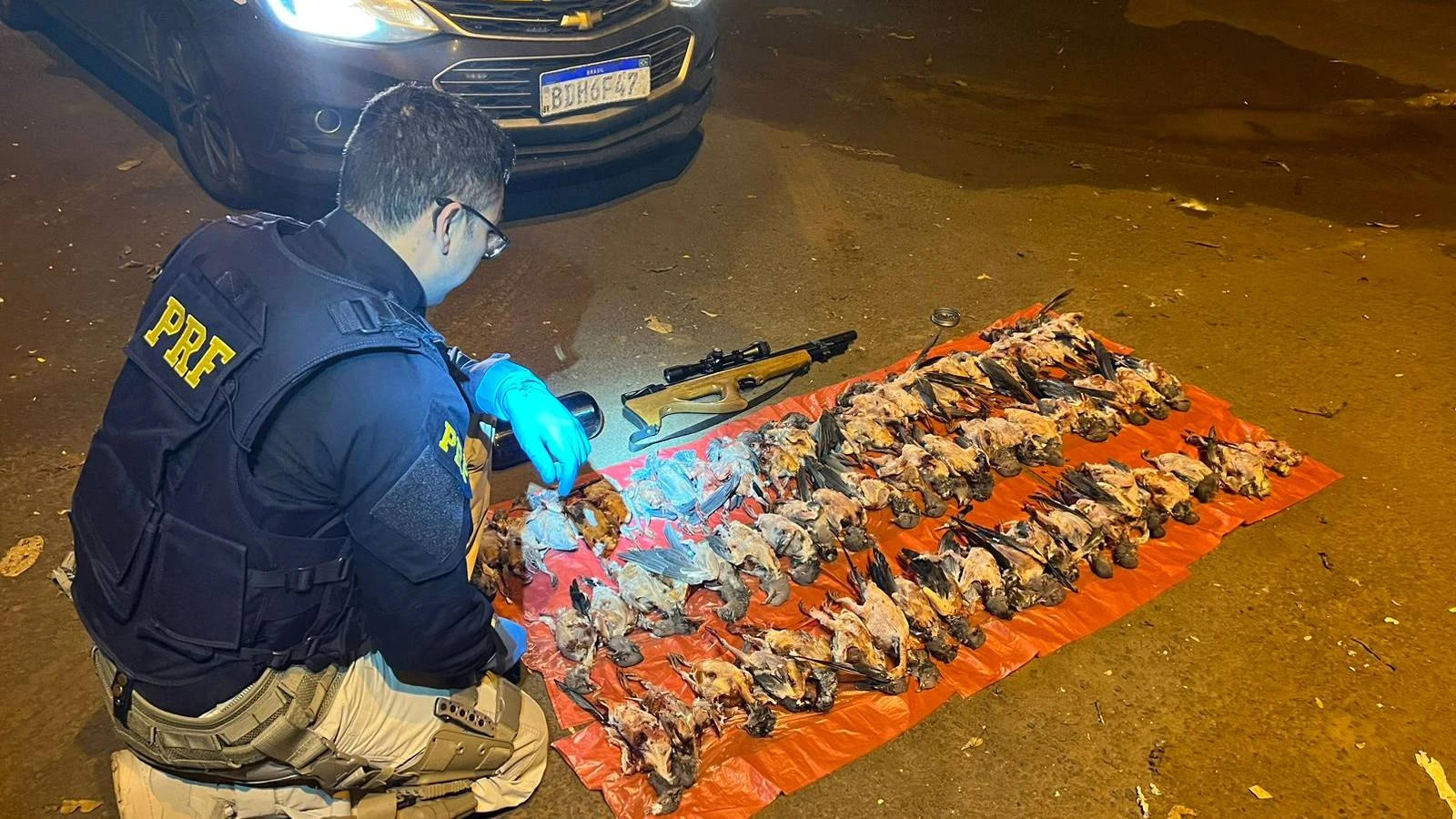 Foto relacionada a notícia: Polícia Rodoviária Federal apreende 66 aves silvestres mortas e armas com caçador em Planalto